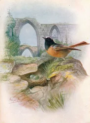 Rødstjert - Ruticilla phoenicurus, ca. 1910, 1910