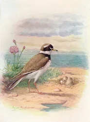 Ringhøne - Aegialitis hiaticola, c1910, 1910