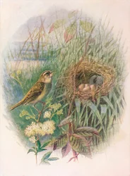 Sedge-Warbler - Acrocephalus phragmitis, c1910, 1910
