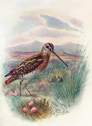 Dobbeltbekkasin - Gallinago coelestis, ca. 1910, 1910