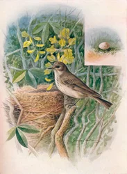 Plettet fluefanger - Muscicapa grisola, c1910, 1910