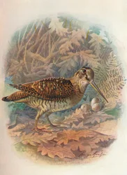 Skovsneppe - Scolopax rusticula, ca. 1910, 1910
