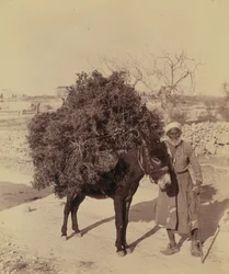 Æsel med last af rødder og kviste til brændstof, Palæstina, ca. 1900 (foto))