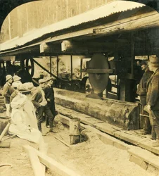 The Timber Industry, Warburton, Victoria, Australien, 1909.