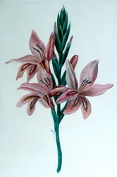 Glaieul Gladioli, 1800-tallet.