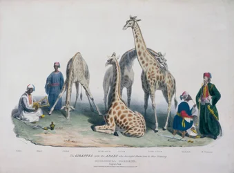 Zoological Gardens, Regent