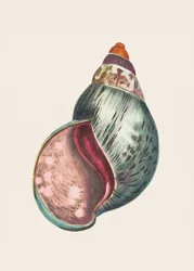 Agat-bulla