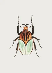 Høvding Beetle