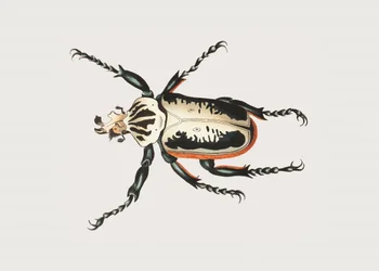 Goliatbille