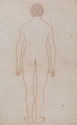 En sammenlignende anatomisk fremstilling af menneskekroppens struktur med tigerens og den almindelige hønsefugls: Menneskekroppen, set bagfra (oversigtstegning til tabel VII)
