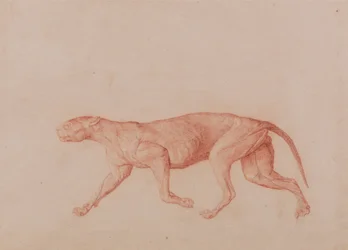 En sammenlignende anatomisk fremstilling af menneskekroppens struktur med tigerens og den almindelige hønsefugls: Leopardkrop, set fra siden (første af fem studier af en anden stor kat)