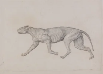 En sammenlignende anatomisk fremstilling af menneskekroppens struktur med tigerens og den almindelige hønsefugls:  Leopardkrop, set fra siden