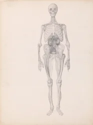 En sammenlignende anatomisk fremstilling af menneskekroppens struktur med en tiger og en almindelig høne:  Menneskefigur, set forfra (færdigt studie af dissektionens sidste fase)