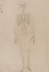 En sammenlignende anatomisk fremstilling af menneskekroppens struktur med tigerens og den almindelige hønsefugls: Menneskets skelet, set forfra