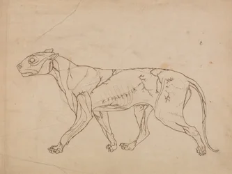 En sammenlignende anatomisk fremstilling af menneskekroppens struktur med en tiger og en almindelig høne:  Tigerens krop, set fra siden (oversigt over overflademusklerne og deres blodforsyning, sandsynligvis lavet til en nøglefigur)