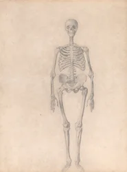 En sammenlignende anatomisk fremstilling af menneskekroppens struktur med tigerens og den almindelige hønsefugls: Menneskets skelet, set forfra (færdigt studie til tabel I)