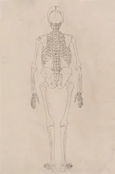 En sammenlignende anatomisk fremstilling af menneskekroppens struktur med tigerens og den almindelige hønsefugls: Menneskeligt skelet, set bagfra (relaterer til tabel II)