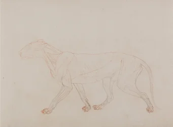En sammenlignende anatomisk fremstilling af menneskekroppens struktur med tigerens og en almindelig hønsefugls: Tigerkrop, set fra siden (viser det tredje trin i dissektionen)