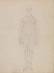 En sammenlignende anatomisk udstilling af menneskekroppens struktur med en tiger og en almindelig høne: Studie af den menneskelige figur, set forfra (formentlig relateret til tabel XI)