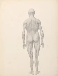En sammenlignende anatomisk udstilling af menneskekroppens struktur med en tiger og en almindelig høne:  Menneskefigur, set bagfra, delvist dissekeret (færdigt studie til tabel XII)