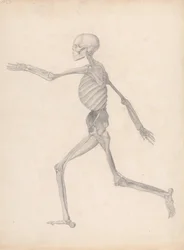 En sammenlignende anatomisk fremstilling af menneskekroppens struktur med en tiger og en almindelig høne: Human Figure, Lateral View (færdigt studie til en upubliceret tabel, der repræsenterer den sidste fase i dissektionen)