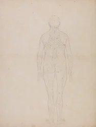 En sammenlignende anatomisk fremstilling af menneskekroppens struktur med tigerens og den almindelige hønsefugls: Menneskefigur, set bagfra