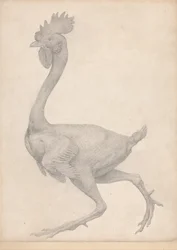 En sammenlignende anatomisk udstilling af menneskekroppens struktur med en tiger og en almindelig høne: Hønsefugl, set fra siden med de fleste fjer fjernet (færdigt studie til tabel X)