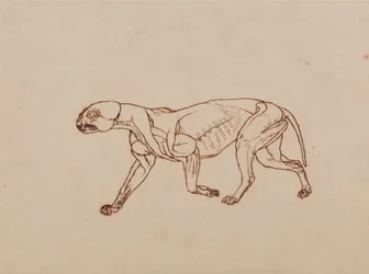 En sammenlignende anatomisk fremstilling af menneskekroppens struktur med tigerens og den almindelige hønsefugls:  Leopardkrop, set fra siden