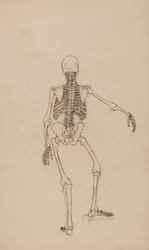 En sammenlignende anatomisk fremstilling af menneskekroppens struktur med tigerens og den almindelige hønsefugls: Menneskets skelet, set bagfra