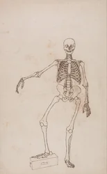 En sammenlignende anatomisk fremstilling af menneskekroppens struktur med tigerens og den almindelige hønsefugls: Menneskets skelet, set forfra