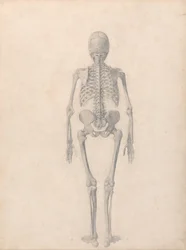En sammenlignende anatomisk fremstilling af menneskekroppens struktur med en tiger og en almindelig høne: Menneskeligt skelet, set bagfra (færdigt studie til tabel II)