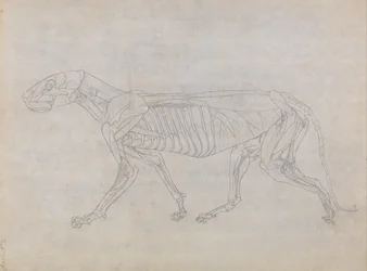 En sammenlignende anatomisk fremstilling af menneskekroppens struktur med tigerens og den almindelige hønsefugls: Tigerens krop, set fra siden