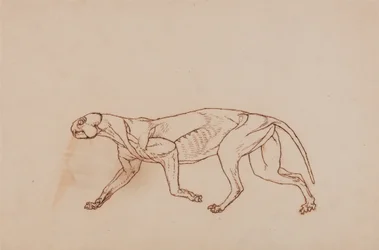 En sammenlignende anatomisk fremstilling af menneskekroppens struktur med tigerens og den almindelige hønsefugls:  Leopardkrop, set fra siden (senere stadie i dissektionen, overfladisk bindevæv og ører er fjernet)