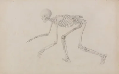 En sammenlignende anatomisk udstilling af menneskekroppens struktur med en tiger og en almindelig høne: Menneskeskelet, set fra siden (i kravlende stilling; færdigt studie til en upubliceret tabel)
