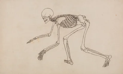 En sammenlignende anatomisk fremstilling af menneskekroppens struktur med tigerens og den almindelige hønsefugls: Menneskets skelet, set fra siden