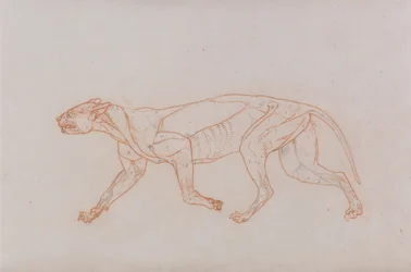 En sammenlignende anatomisk fremstilling af menneskekroppens struktur med tigerens og den almindelige hønsefugls:  Leopardkrop, set fra siden