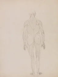 En sammenlignende anatomisk fremstilling af menneskekroppens struktur med en tiger og en almindelig høne: Menneskefigur, set bagfra (oversigtstegning til nøglefigur til tabel XII)