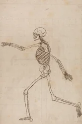 En sammenlignende anatomisk fremstilling af menneskekroppens struktur med tigerens og den almindelige hønsefugls: Menneskets skelet, set fra siden