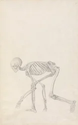 En sammenlignende anatomisk udstilling af menneskekroppens struktur med en tiger og en almindelig høne: Menneskets skelet, set fra siden (i hugsiddende stilling; færdigt studie til en upubliceret tabel)