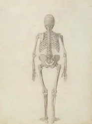 En sammenlignende anatomisk fremstilling af den menneskelige krops struktur med en tiger og en almindelig høns: menneskeskelet, bagfra