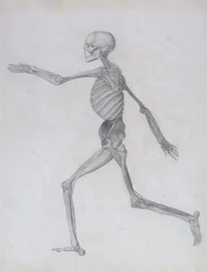 En sammenlignende anatomisk fremstilling af den menneskelige krops struktur med en tiger og en almindelig høns: menneskelig figur, sideværts, 1795-1806