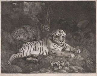En tiger og en sovende leopard