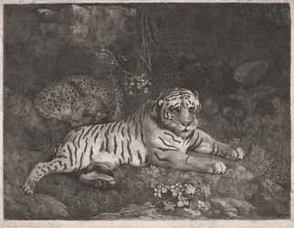 En tiger og en sovende leopard