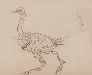 Dorking Hen Body, Lateral View (konturtegning af musklerne)