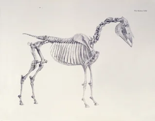 Første skeletbord, fra 