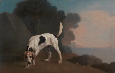 Rævehund, Rævehund på duften, ca. 1760.