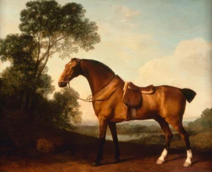 G. Stubbs, en sadlet bugtjæger
