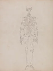 Menneskelig figur, forfra (konturfigur)