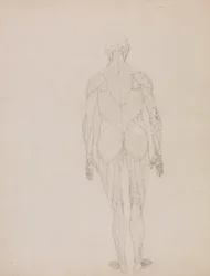 Menneskelig figur, bagfra (konturtegning for nøglefigur til tabel XII)