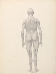 Menneskefigur, posteriort billede, delvist dissekeret (færdig undersøgelse for tabel XII)